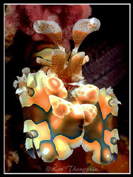 Harlequin shrimp by Ken Thongpila 